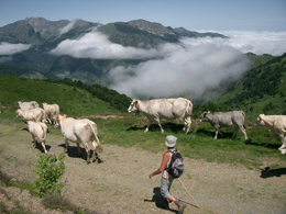 transhumance 